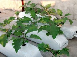 Grow bag, túi giá thể trộn sẵn trồng cây từ xơ dừa Go Green Sri