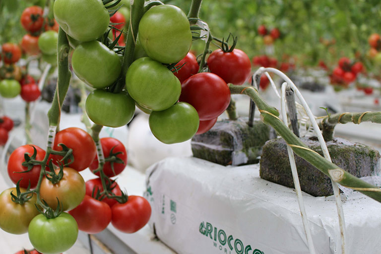 Bịch giá thể xơ dừa ép thẻ Grow bag trồng cà chua