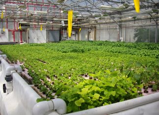 Các mô hình canh tác thủy canh cơ bản