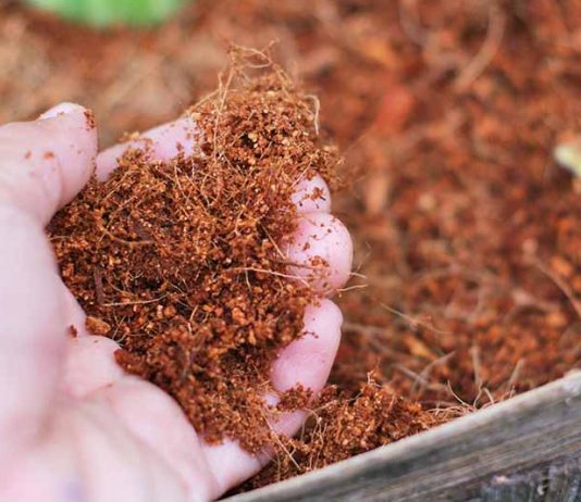 Thị trường xơ dừa được dự báo sẽ đạt gần 735 triệu đô la Mỹ vào cuối năm 2029