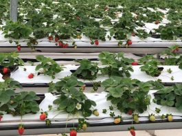 Tìm hiểu về túi trồng cây làm từ xơ dừa grow bag