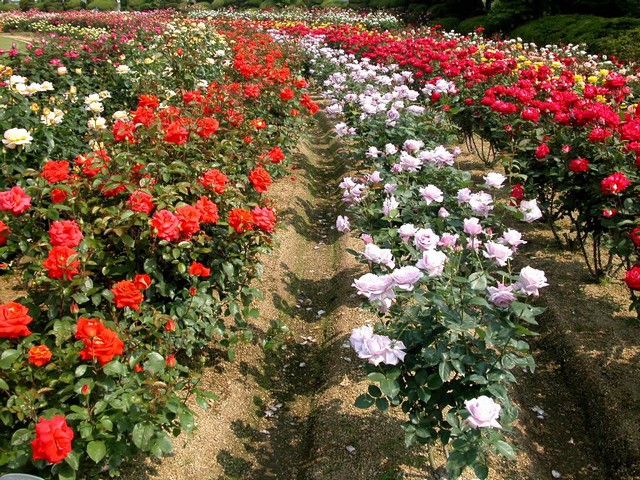 Điểm qua top 8 các loại hoa hồng đẹp nhất ở Việt Nam