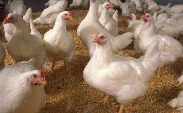 Nuôi gà công nghiệp thế nào để đạt hiệu quả, tăng năng suất? Gà công nghiệp