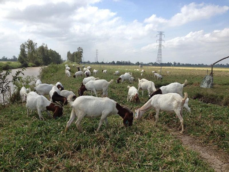Kỹ thuật nuôi dê chăn thả thích hợp ở vùng đất thoáng đãng rộng rãi