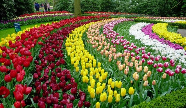 Hoa tulip được trồng nhiều tại những nơi có khí hậu mát mẻ