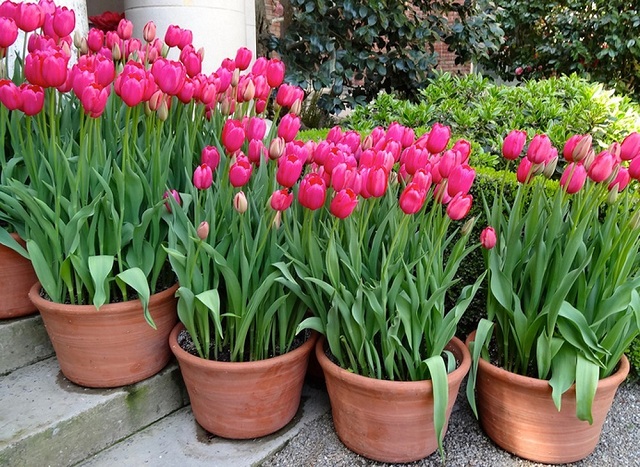 Nhiệt độ ở mức trung bình sẽ thích hợp để hoa tulip phát triển
