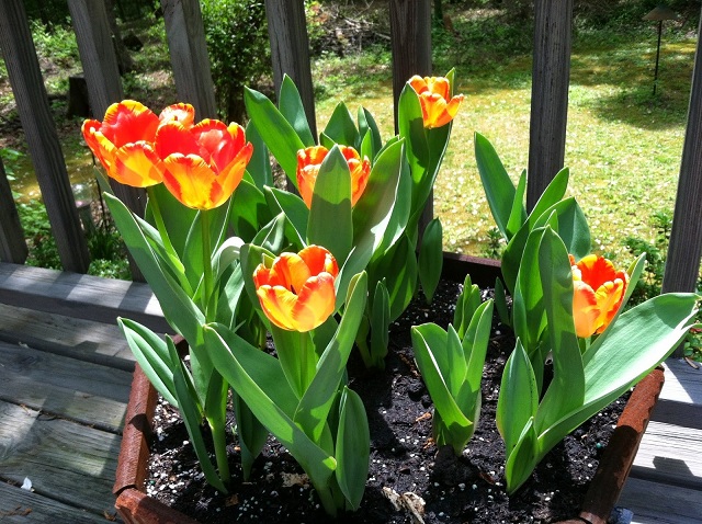 Trồng hoa tulip trong chậu khá đơn giản nếu được thực hiện đúng cách
