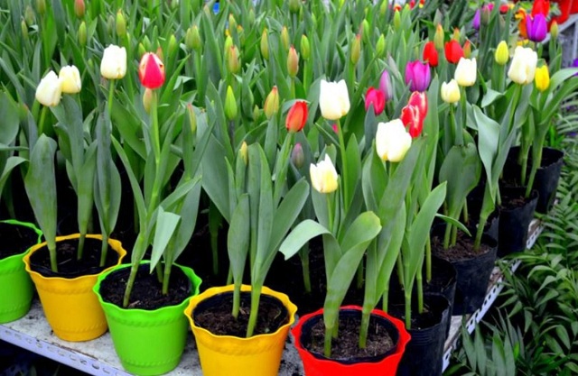 Mách bạn kỹ thuật trồng hoa tulip trong chậu tại nhà - Agri.vn