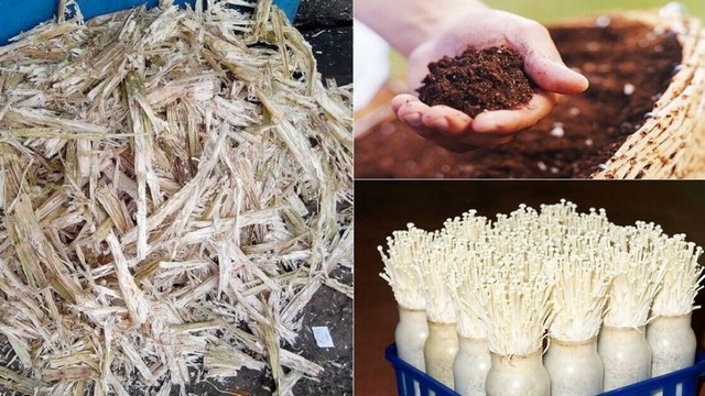 Cách trồng nấm kim châm và không đơn giản khi thực hiện tại nhà