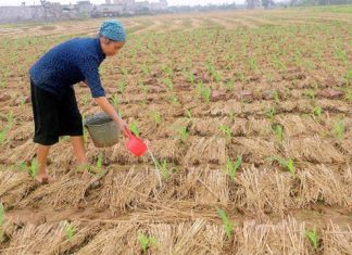 Hướng dẫn bà con kỹ thuật trồng ngô năng suất cao