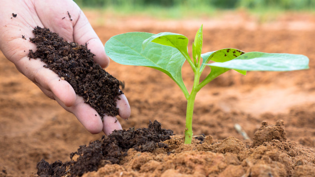 Học ngay 3 cách cải tạo đất trồng không sử dụng chất hóa học