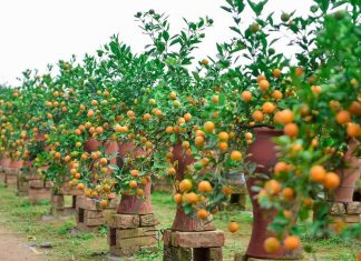 Top 5 cây trồng Tết luôn là sự lựa chọn tốt nhất của mọi nhà top 5 hoa tet