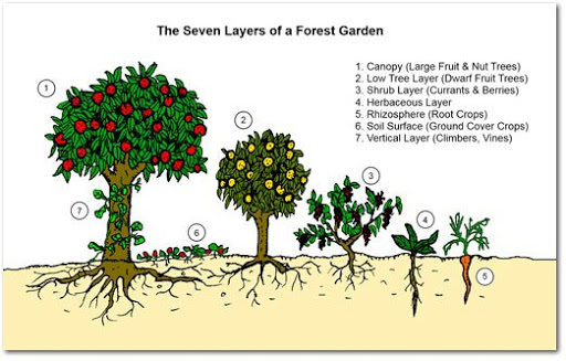 Vườn rừng  Mô hình nông nghiệp sinh thái tối ưu  Agrivn
