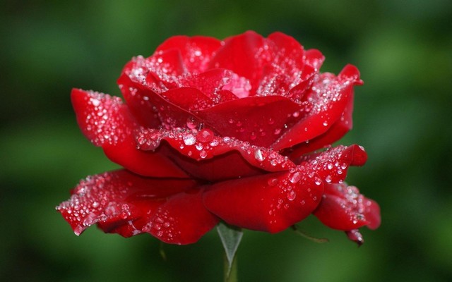 Hoa hồng đỏ tượng trưng cho tình yêu nồng cháy