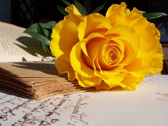 Hoa hồng vàng mang đến nhiều ý nghĩa khác nhau