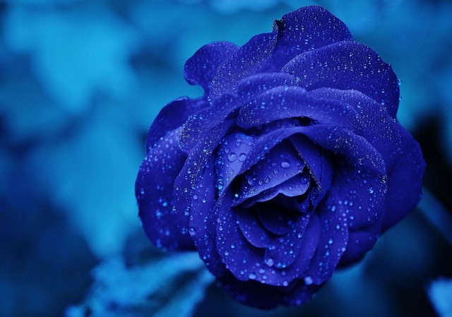 Hoa hồng xanh tượng trưng cho tình yêu bất diệt