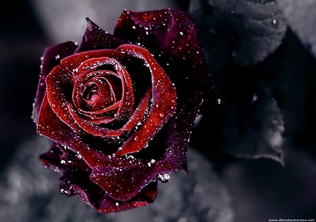 Hoa hồng màu đậm tượng trưng cho lòng biết ơn