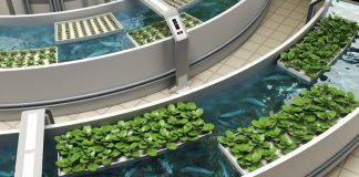 Hệ thống Aquaponics