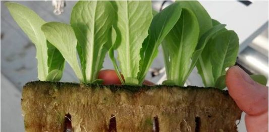 Giá thể thủy canh và Aquaponic