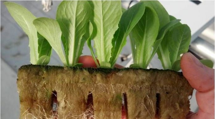 Giá thể thủy canh và Aquaponic