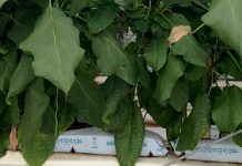 Giá thể xơ dừa ép thẻ Grow bag trồng Cà tím