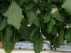 Giá thể xơ dừa ép thẻ Grow bag trồng Cà tím