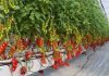 Giá thể xơ dừa ép thẻ Grow bag trồng cà chua
