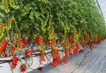 Giá thể xơ dừa ép thẻ Grow bag trồng cà chua