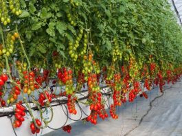 Giá thể xơ dừa ép thẻ Grow bag trồng cà chua