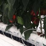 Giá thể xơ dừa ép thẻ Grow bag trồng Ớt chuông