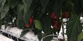 Giá thể xơ dừa ép thẻ Grow bag trồng Ớt chuông