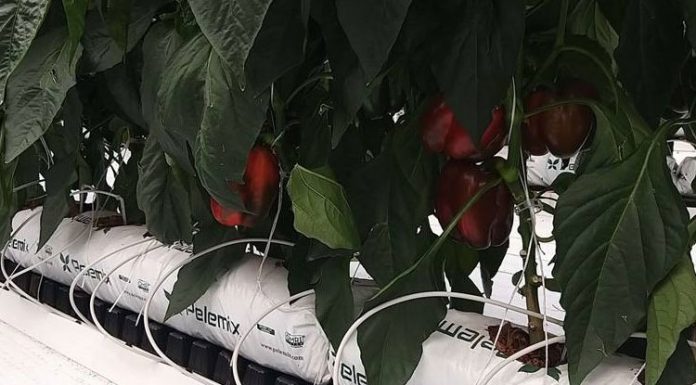 Giá thể xơ dừa ép thẻ Grow bag trồng Ớt chuông