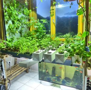 Mô hình nuôi cá kết hợp trồng rau thủy canh  Báo Lâm Đồng điện tử