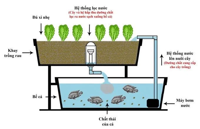 MÔ hình trồng rau thủy canh kết hợp nuôi cá