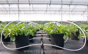 Giải pháp tưới toàn diện cho Nhà màng nhà kính 7 phương pháp tưới nhà kính hiệu quả