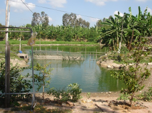 Mô hình vườn ao chuồng VAC xây dựng ra sao  Farmvina Nông Nghiệp