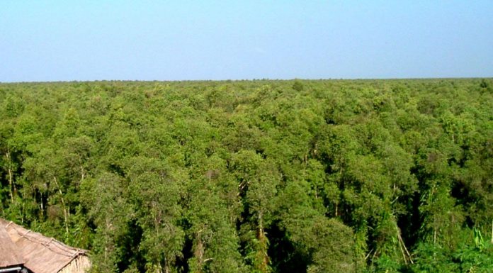 Mô hình vườn rừng ở khu du lịch sinh thái vườn quốc gia U Minh Thượng