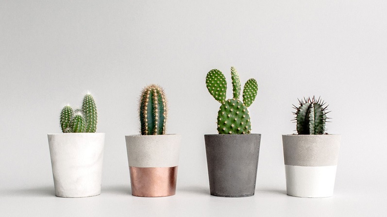 cây xương rồng dễ trồng