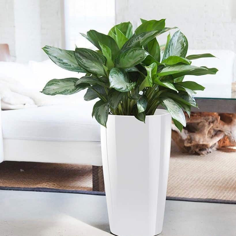 cây bạch mã hoàng từ giàu ý nghĩa