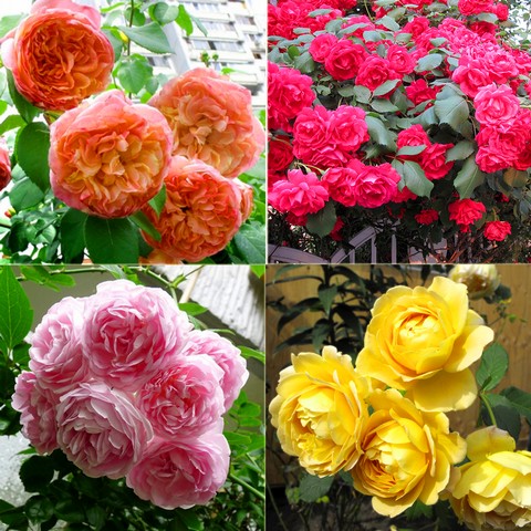 Làm thế nào để chọn được nơi bán cây giống hoa hồng chất lượng?