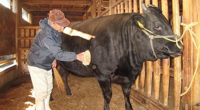 Quá trình nuôi bò thịt