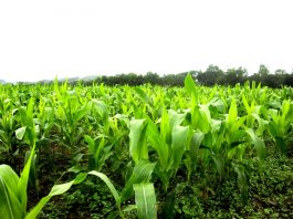 kỹ thuật trồng bắp nếp đơn giản