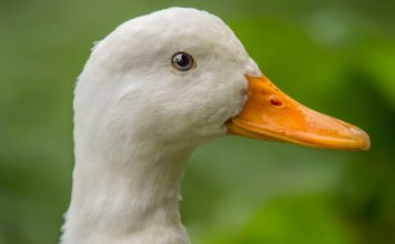 Các bệnh thường gặp ở Vịt bà con nên nắm kỹ Các bệnh thường gặp ở Vịt bà con nên nắm kỹ