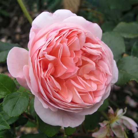 Hồng ngoại Abraham Darby Rose có màu hồng cam đẹp mắt