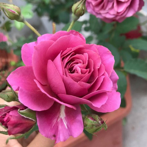 Aoi Rose là giống hồng đẹp xuất sắc đến từ Nhật