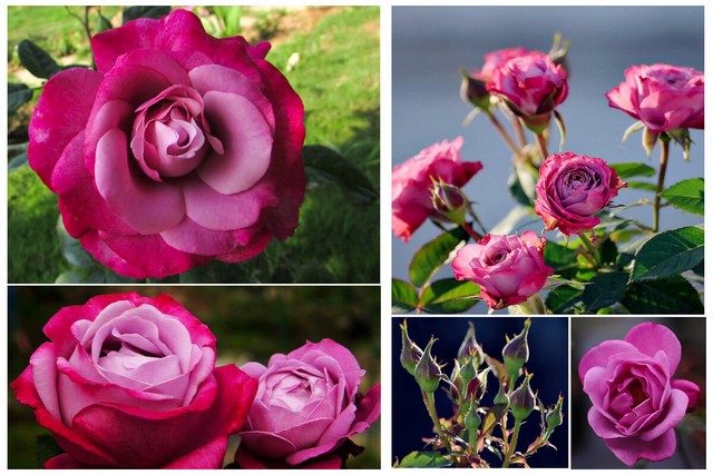 Muriel Robin Rose là giống hồng Pháp quyến rũ với sắc tím violet