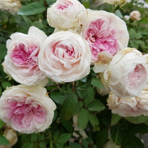 Fun Jwan Lo Rose là giống hồng ngoại quý đến từ Trung Quốc