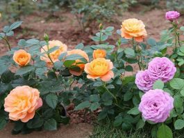 Cách chăm sóc hoa hồng ngoại tươi tốt và ra nhiều hoa