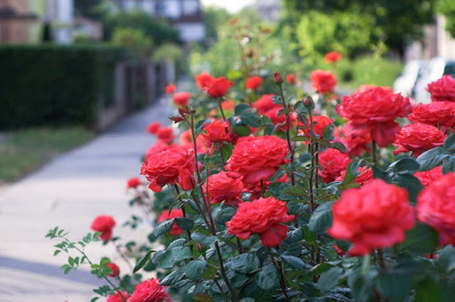 Nên chọn hoa hồng đỏ có sức sống cao, dễ thích nghi để chiết cành