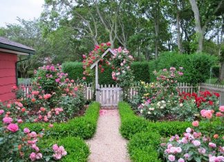 Cách làm cho hoa hồng nở to không phải ai cũng biết